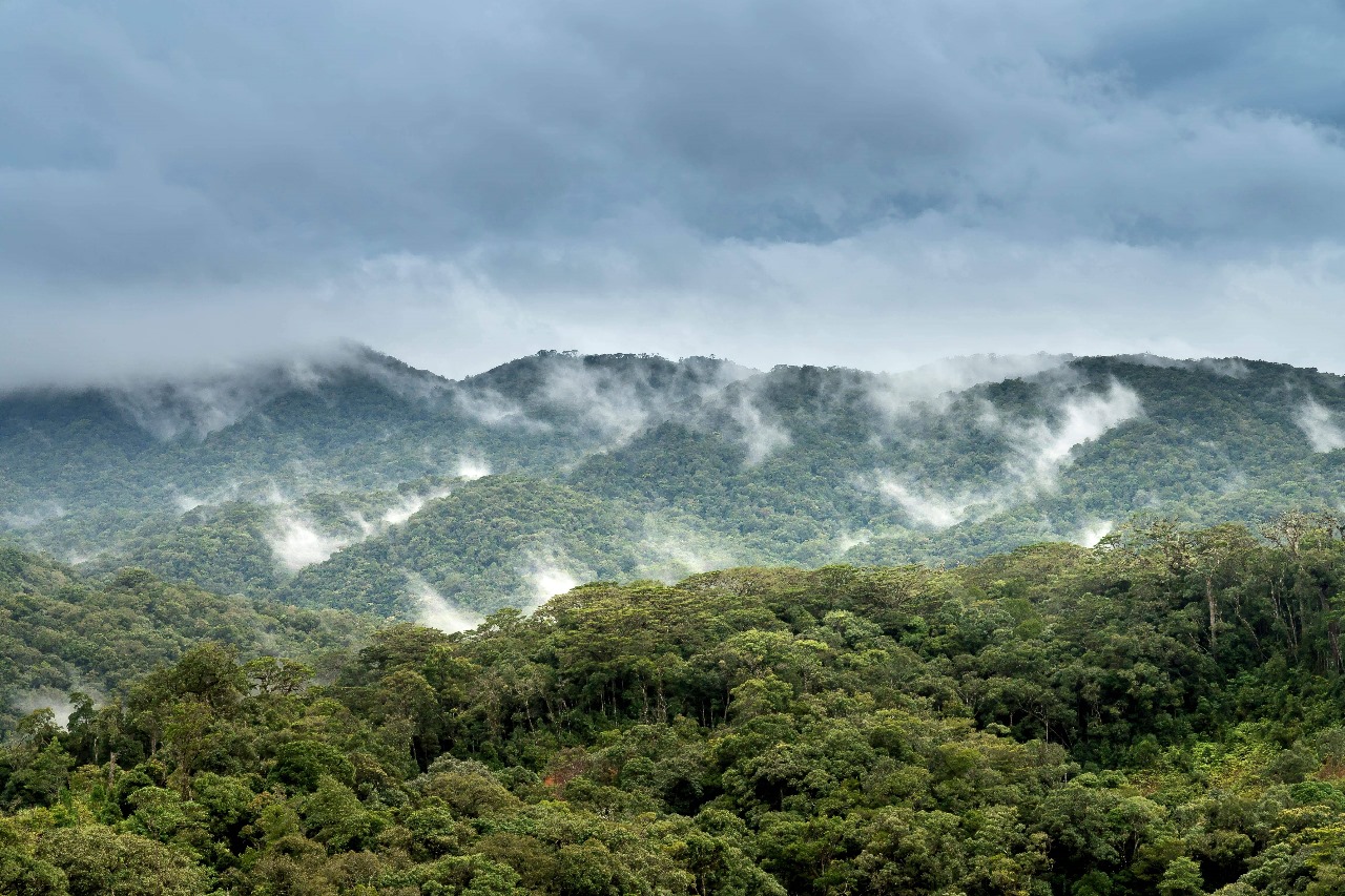 Verra y Malasia firman MoU para alinear iniciativas de Carbono Forestal